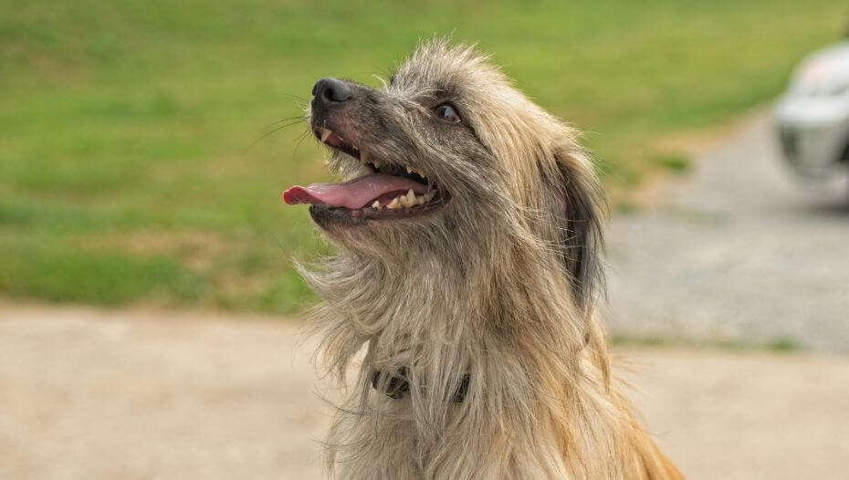 Pyrenees sheepdog store